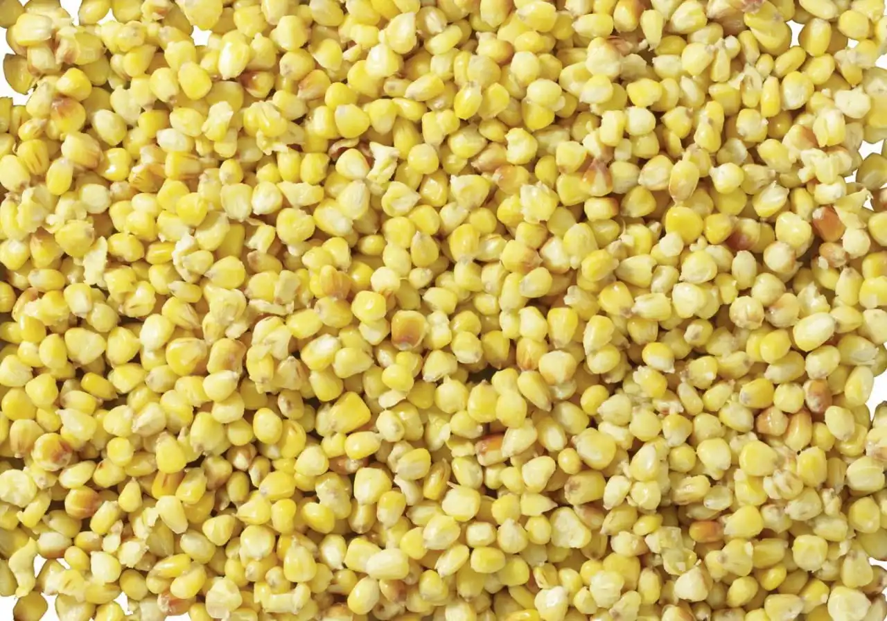 Pelzer Carp Corn Vanilla Scopex Gelb 800g 4 Pelzer Carp Corn Vanilla Scopex Gelb 800g – Bild 2